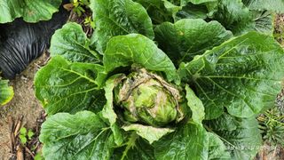 띠링띠링님의 배추 · 병해충상담 작성글 사진