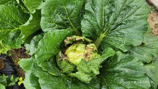 띠링띠링님의 배추 · 병해충상담 작성글 사진