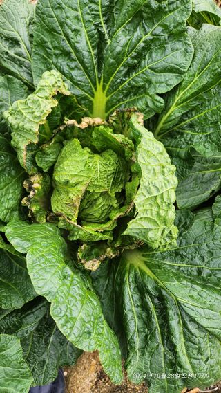 띠링띠링님의 배추 · 병해충상담 작성글 사진