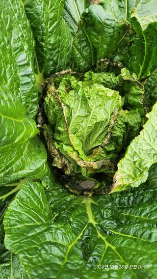 띠링띠링님의 배추 · 병해충상담 작성글 사진