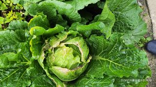 띠링띠링님의 배추 · 병해충상담 작성글 사진