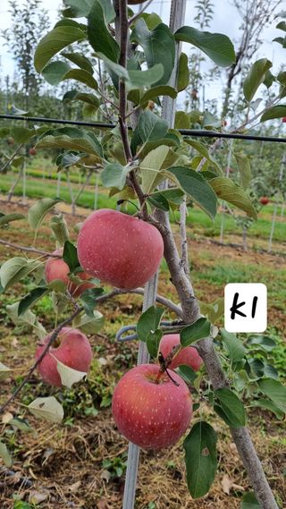 조동원님의 자유주제 · 자유게시판 작성글 사진