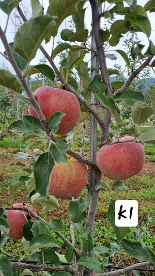 조동원님의 자유주제 · 자유게시판 작성글 사진