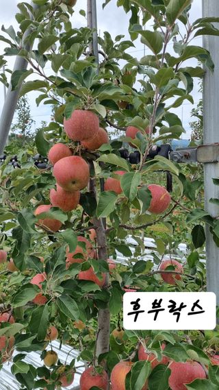 조동원님의 자유주제 · 자유게시판 작성글 사진