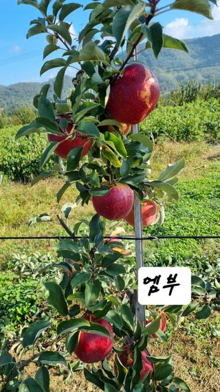 조동원님의 자유주제 · 자유게시판 작성글 사진