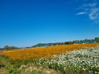 김현숙 블루베리 작두콩님의 자유주제 · 사진전 작성글 사진
