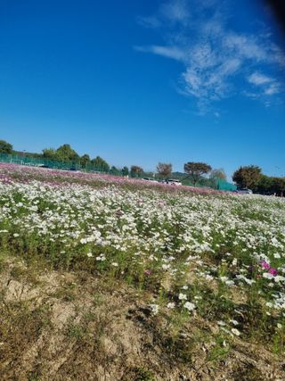 김현숙 블루베리 작두콩님의 자유주제 · 사진전 작성글 사진