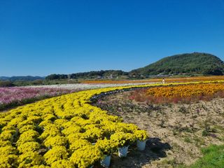 김현숙 블루베리 작두콩님의 자유주제 · 사진전 작성글 사진