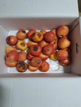 팜모닝 자유주제·자유게시판 게시글 이미지