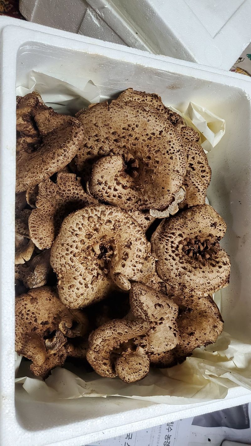 장터 상품 [능이버섯 ] 썸네일