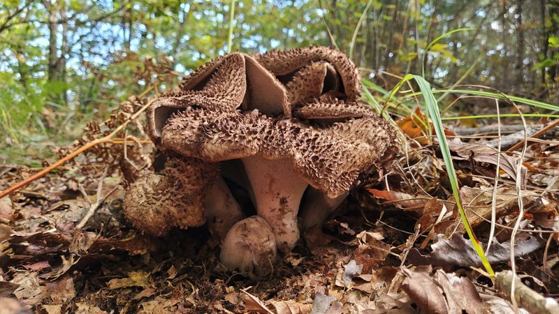 권혜전님의 장터 판매 상품 [능이버섯 ] 첨부 사진