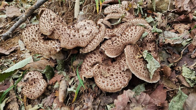 권혜전님의 장터 판매 상품 [능이버섯 ] 첨부 사진