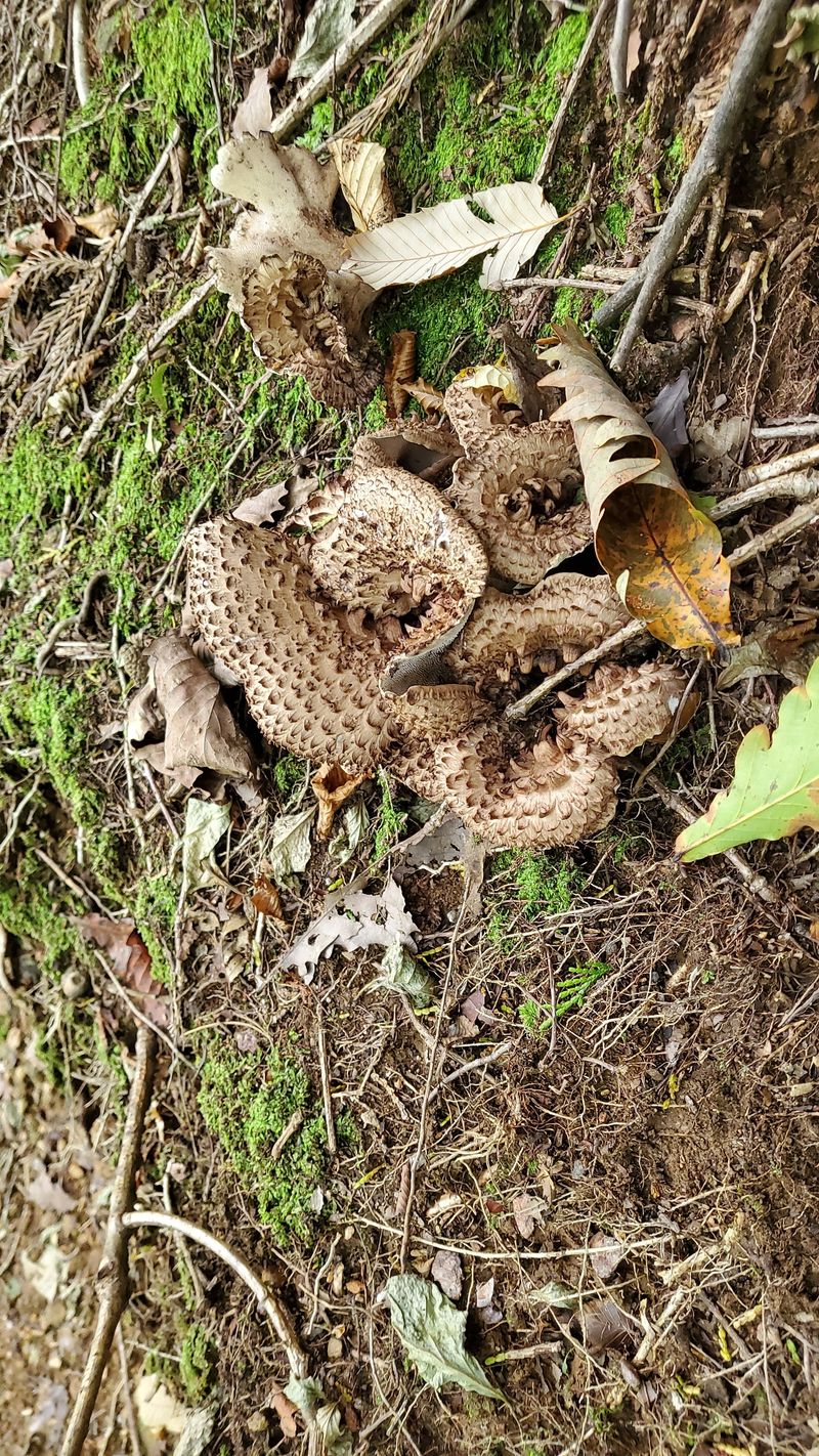 권혜전님의 장터 판매 상품 [능이버섯 ] 첨부 사진