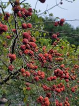 팜모닝 기타작물·영농일지 게시글 이미지