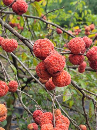 바우앤 솔 서진곤님의 기타작물 · 영농일지 작성글 사진
