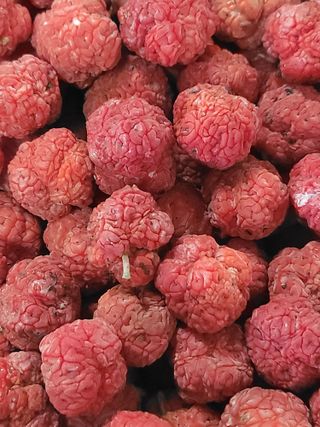 바우앤 솔 서진곤님의 기타작물 · 영농일지 작성글 사진