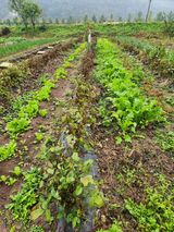 팜모닝 배추·영농일지 게시글 이미지