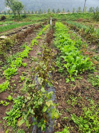 호산님의 배추 · 영농일지 작성글 사진