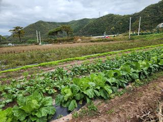 호산님의 배추 · 영농일지 작성글 사진