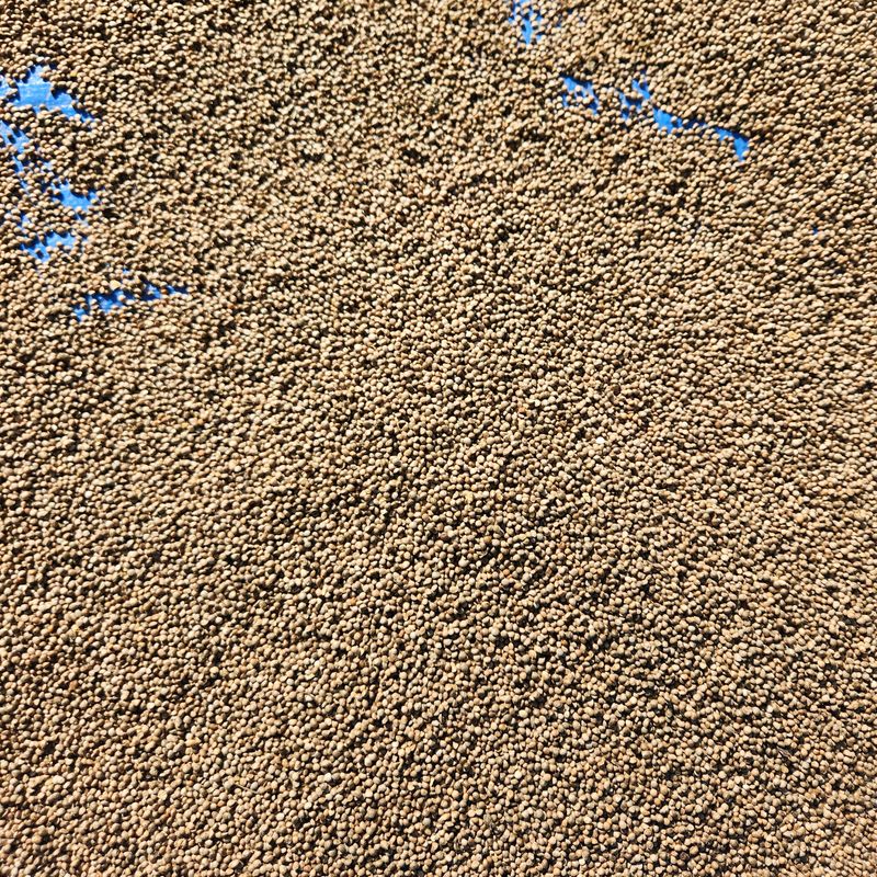 장터 상품 [(판매완료)24년 햇 들깨 1kg] 썸네일