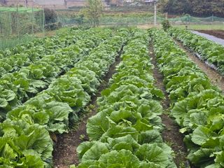 홍성덕님의 배추 · 영농일지 작성글 사진