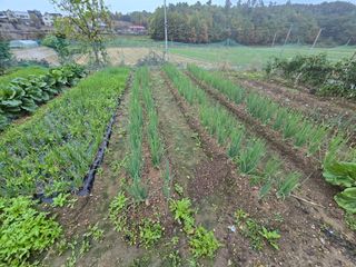 홍성덕님의 배추 · 영농일지 작성글 사진