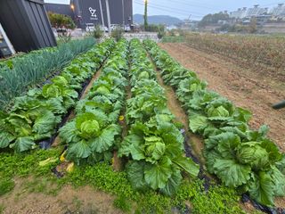 홍성덕님의 배추 · 영농일지 작성글 사진