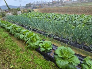 홍성덕님의 배추 · 영농일지 작성글 사진