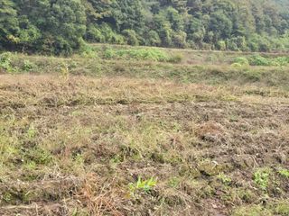 홍성덕님의 배추 · 영농일지 작성글 사진