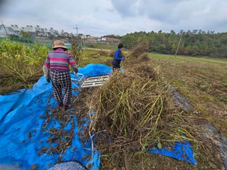 홍성덕님의 배추 · 영농일지 작성글 사진