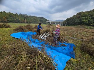 홍성덕님의 배추 · 영농일지 작성글 사진