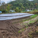 팜모닝 양파·영농일지 게시글 이미지