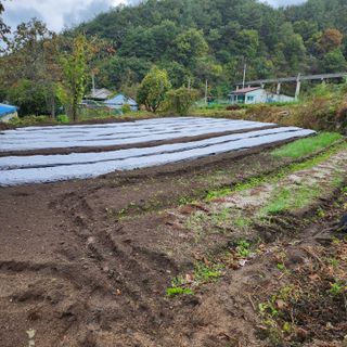 서외성님의 양파 · 영농일지 작성글 사진