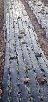 팜모닝 · 게시글 이미지