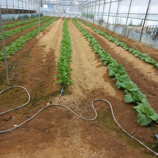 김영천님의 배추 · 영농일지 작성글 사진