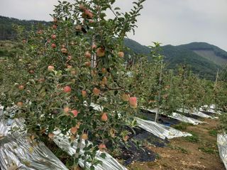 무주김근중님의 사과 · 영농일지 작성글 사진