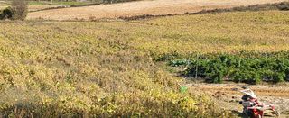 최상희님의 콩 · 영농일지 작성글 사진