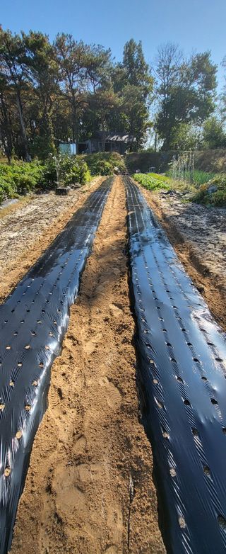 최상희님의 콩 · 영농일지 작성글 사진