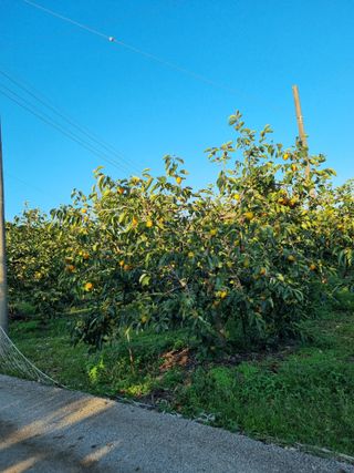 시금치7516최영숙님의 감 · 영농일지 작성글 사진