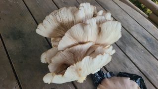 백창석님의 자유주제 · 자유게시판 작성글 사진