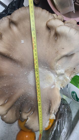 백창석님의 자유주제 · 자유게시판 작성글 사진