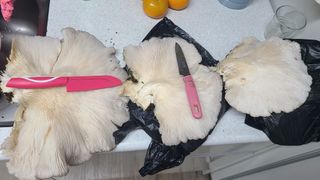 백창석님의 자유주제 · 자유게시판 작성글 사진