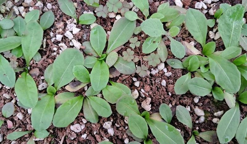 이정운님의 장터 판매 상품 [하얀민들레 모종] 첨부 사진