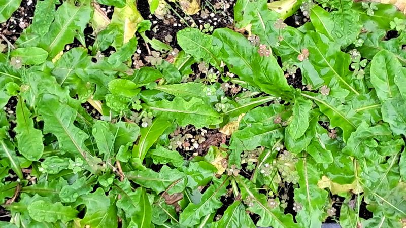 이정운님의 장터 판매 상품 [하얀민들레 모종] 첨부 사진