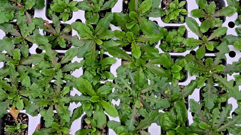 이정운님의 장터 판매 상품 [하얀민들레 모종] 첨부 사진