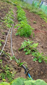 팜모닝 감자·영농일지 게시글 이미지