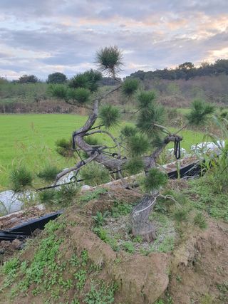 멋진소나무님의 자유주제 · 자유게시판 작성글 사진