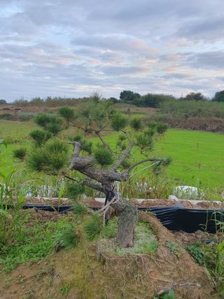 멋진소나무님의 자유주제 · 자유게시판 작성글 사진