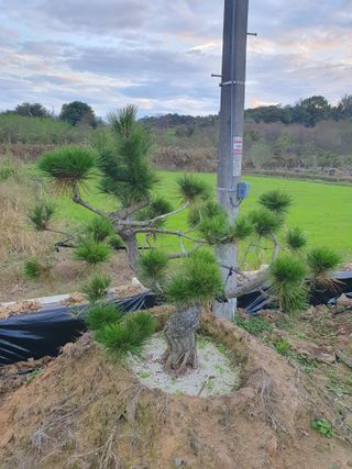 멋진소나무님의 자유주제 · 자유게시판 작성글 사진