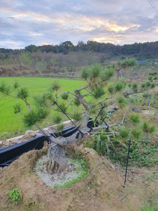 멋진소나무님의 자유주제 · 자유게시판 작성글 사진